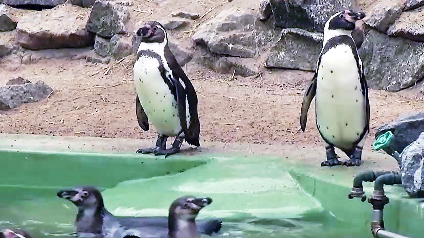 Welt Pinguin Tag 2020 Welt Pinguin Tag 2020